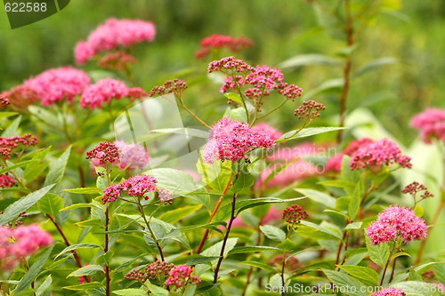 Image of Spiraea japonic