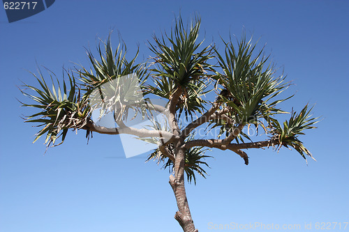 Image of Cabbage tree palm