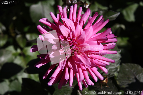 Image of Dahlia