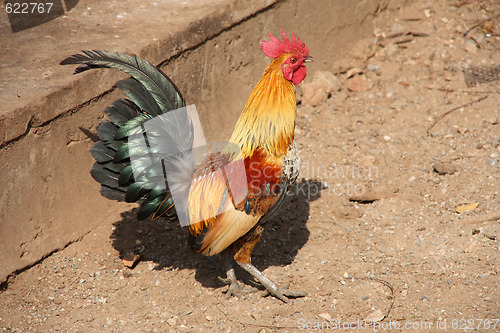 Image of Rooster