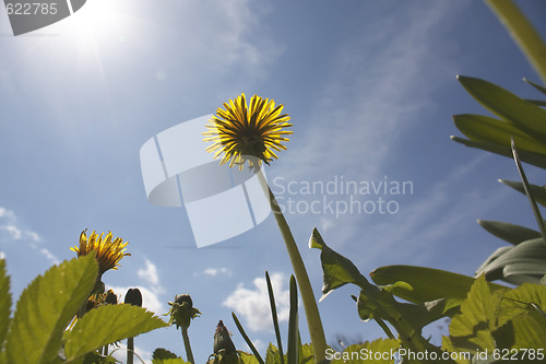 Image of Dandelions on sky 