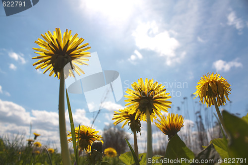 Image of Dandelions on sky 