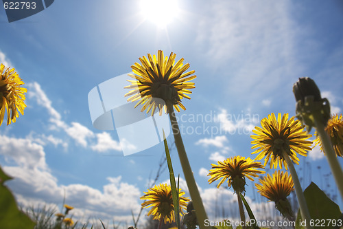 Image of Dandelions on sky 