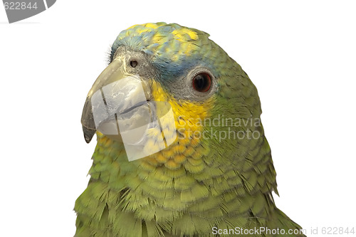 Image of Portrait of parrot