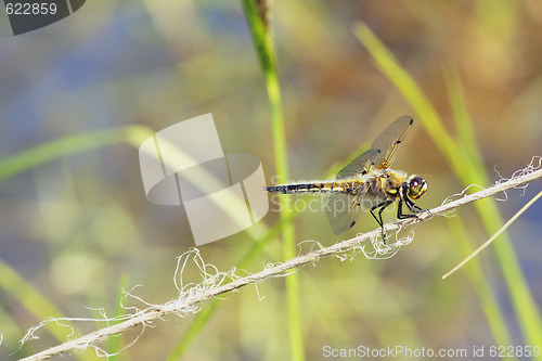 Image of Dragonfly