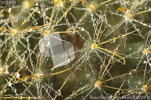 Image of Cactus macro water drops