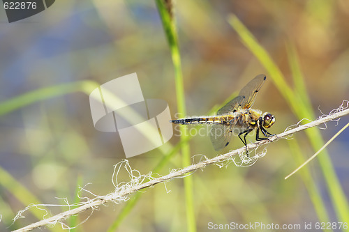 Image of Dragonfly