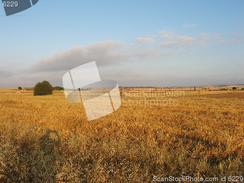 Image of Grain fields. Cyprus