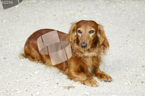 Image of long haired dachsund