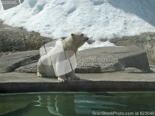 Image of Polar bear