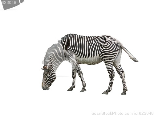 Image of Zebra