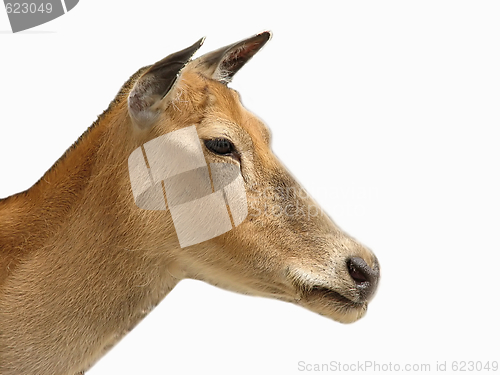 Image of Deer