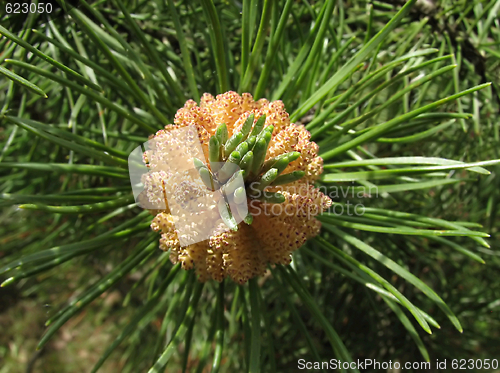 Image of Flowering pine-tree 
