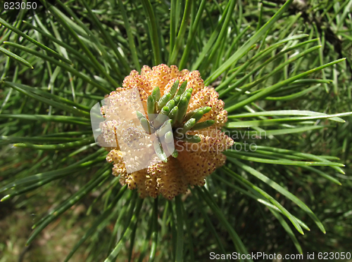 Image of Flowering pine-tree 