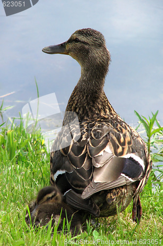 Image of Duck with a duckling