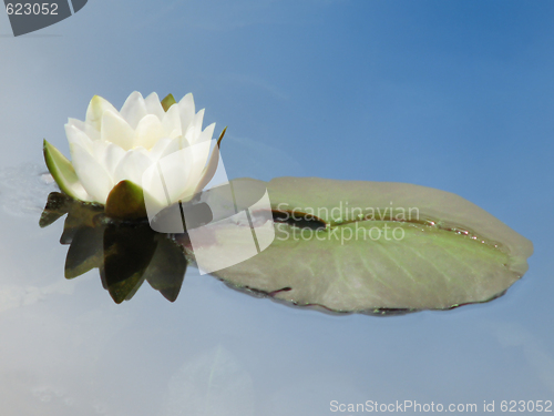 Image of Water lily