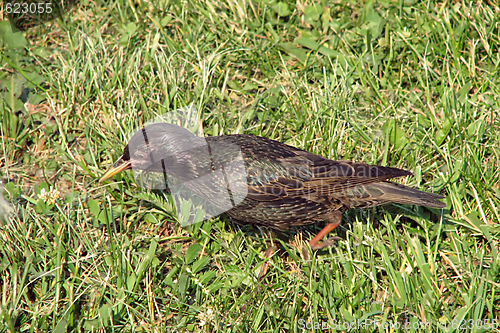 Image of Starling 