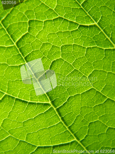 Image of Leaf texture