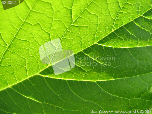 Image of Leaf texture