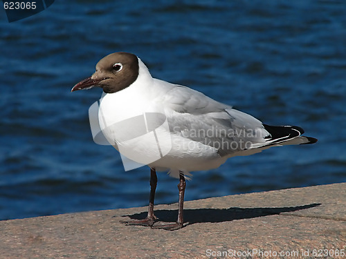 Image of Seagull