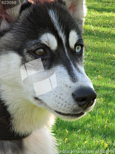 Image of Husky's face