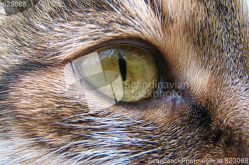 Image of Cat’s eye