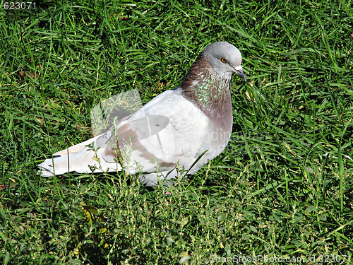 Image of Pigeon