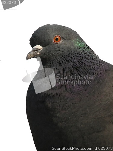 Image of Pigeon