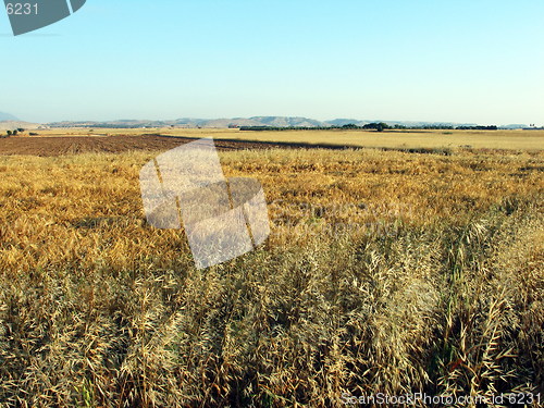 Image of At the fields. Cyprus