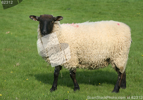 Image of English sheep in field