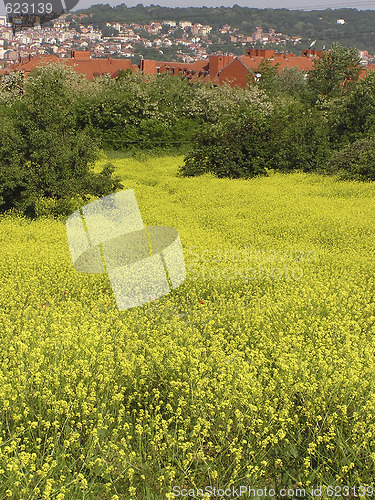 Image of Rapeseed