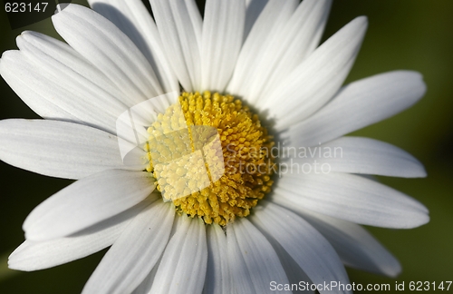 Image of Oxeye daisy.