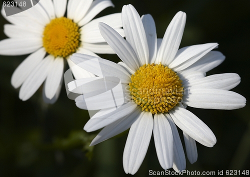 Image of Oxeye daisy.