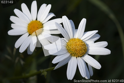 Image of Oxeye daisy