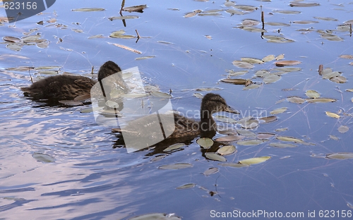 Image of Duckling