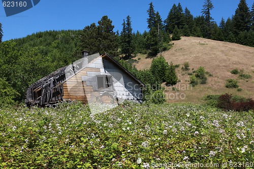 Image of Old House with Blackberry Field