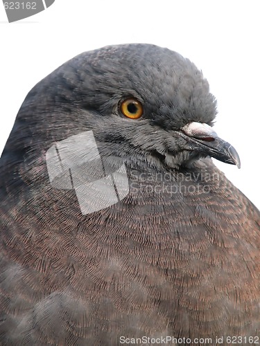 Image of Pigeon