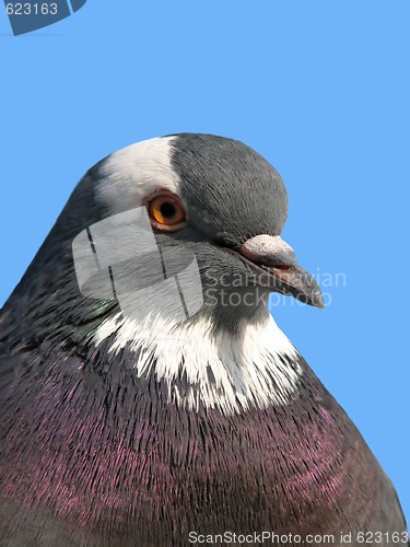 Image of Rock pigeon