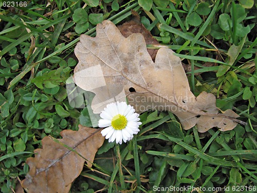 Image of Autumn flower