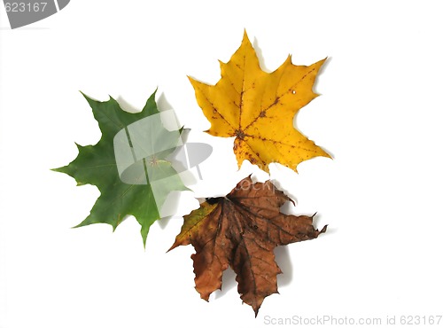 Image of Three leaves