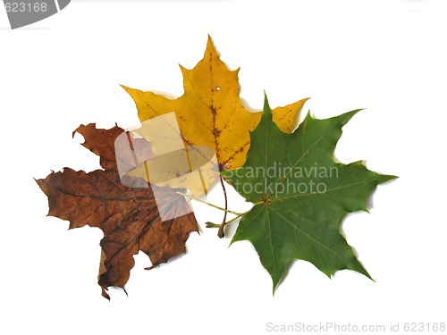 Image of Three leaves