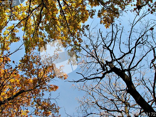 Image of Autumn sky