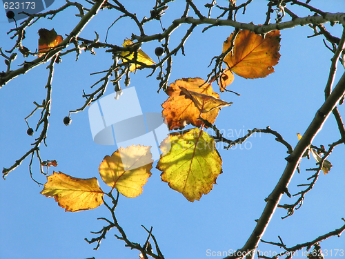 Image of Autumn leaves 