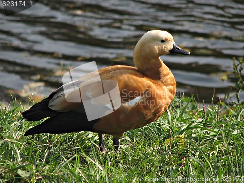 Image of Sheldduck 