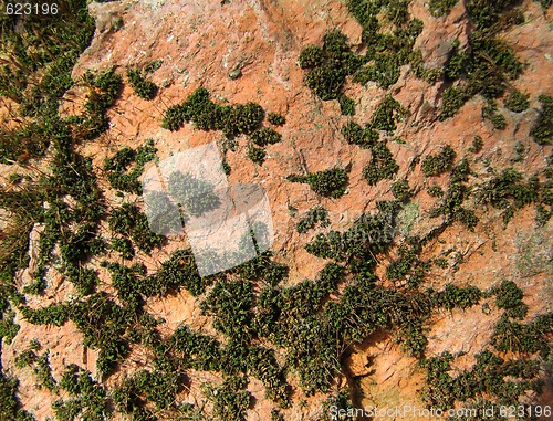 Image of Brick with moss