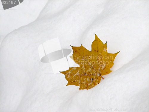Image of Leaf on snow 2