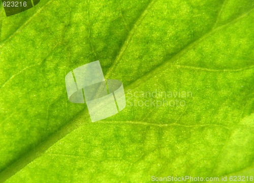 Image of Leaf texture 3