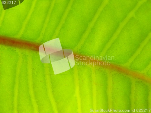 Image of Leaf texture 4