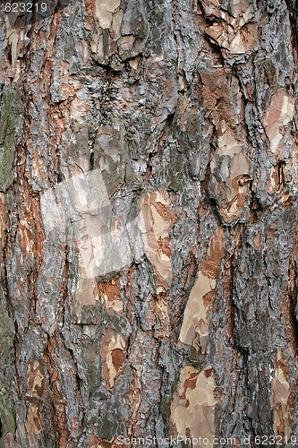 Image of Pine bark