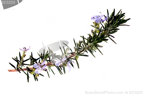 Image of Rosemary